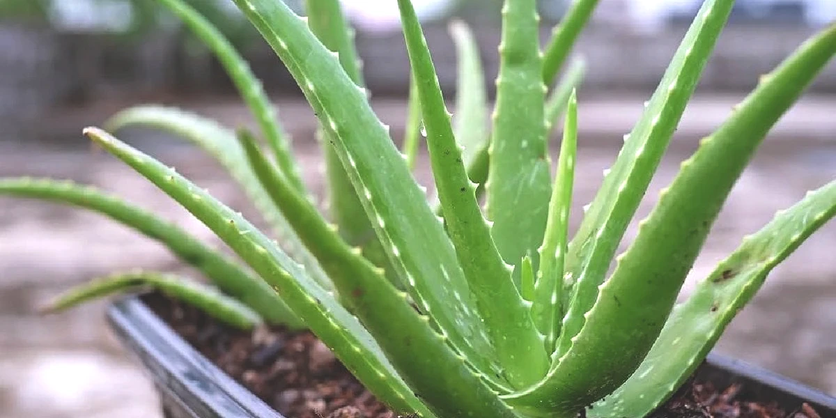 aloe-vera.jpg