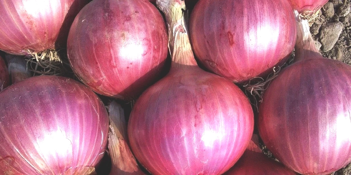 sogan.jpg